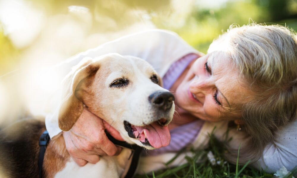 Turmeric is Safe Anti-Inflammatory Supplement for Dogs!